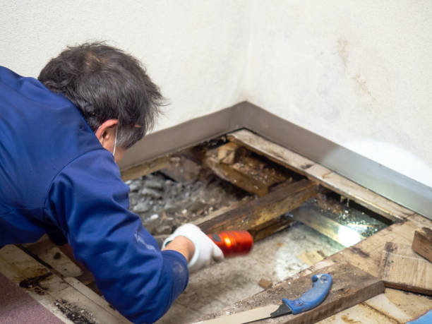 Best Certified Mold Removal  in Welcome, SC