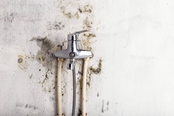 Best Professional Mold Removal  in Welcome, SC