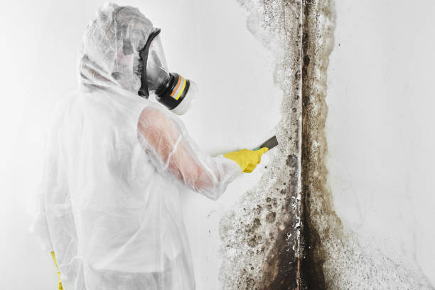 Best Mold Removal Process  in Welcome, SC