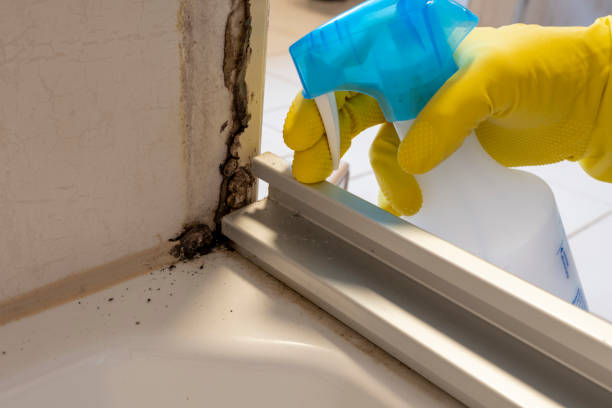 Best Office Mold Removal Services  in Welcome, SC