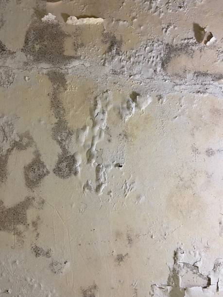 Best Toxic Mold Removal  in Welcome, SC