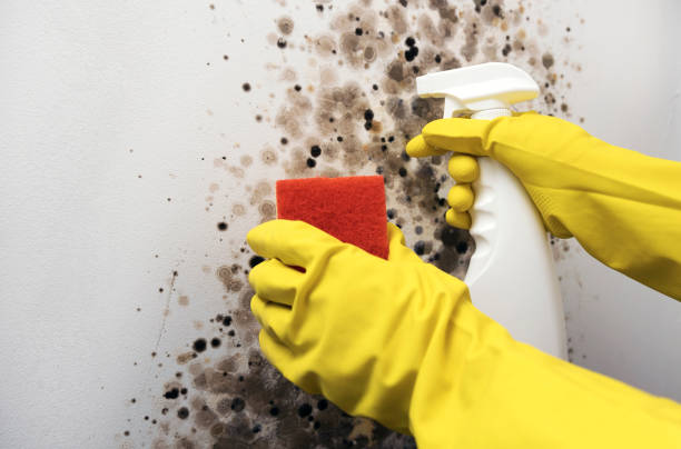 Mold Removal Process in Welcome, SC