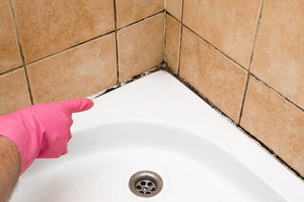 Best Mold Damage Repair  in Welcome, SC