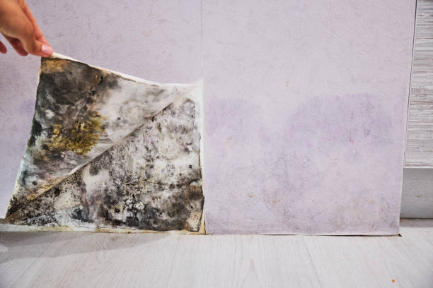 Professional Mold Removal in Welcome, SC